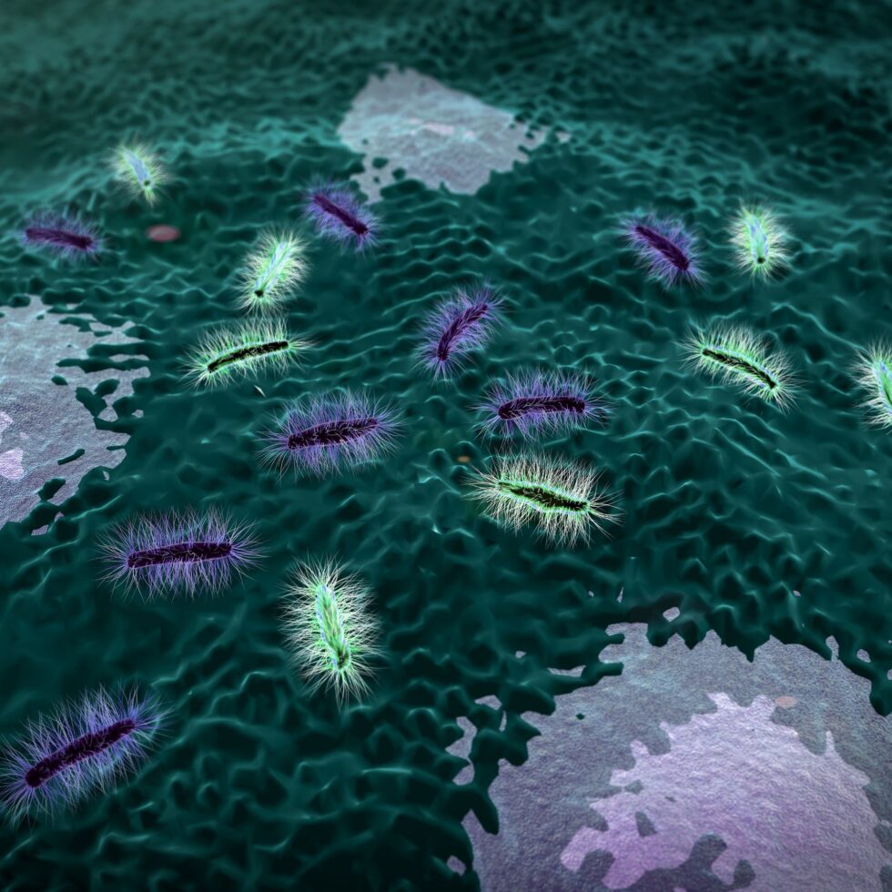 Helicobacter pylori: Behandlung