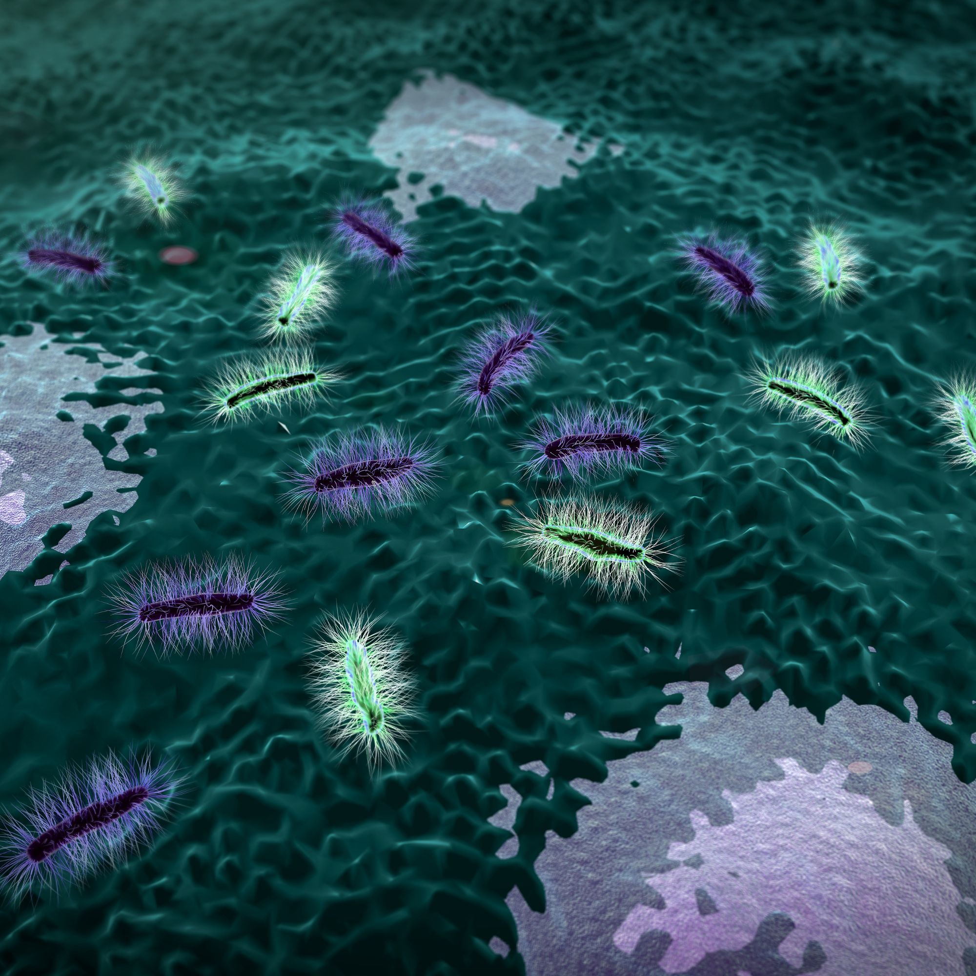 Helicobacter pylori Bakterium